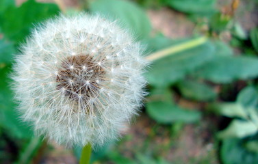 Dandelion white on a green background.