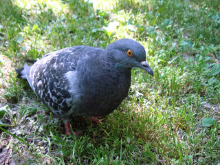 Pigeon gray in the park.