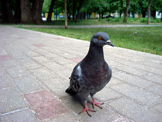 Pigeon gray in the park.