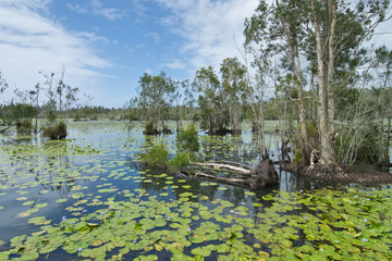 Landscape in Cattai Wetlands in Australia