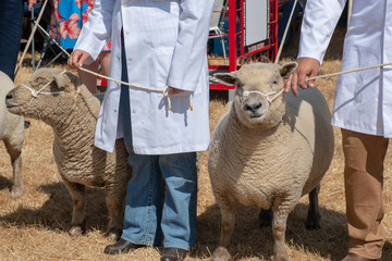 Sheep being exhibited in agricultural show - obrazy, fototapety, plakaty