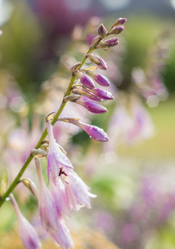 Wet purple hosta flower against blurred bright background
