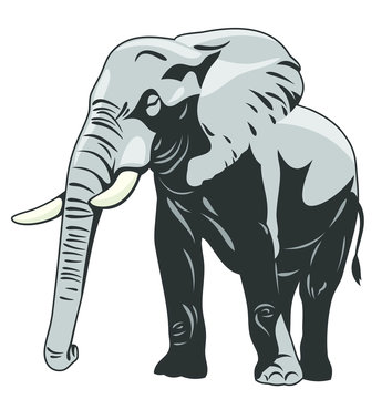 The image of a walking elephant in full growth