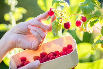 Close Up Of Woman Picking Raspberries And Putting Into Wooden Basket