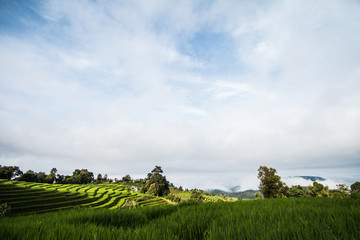 Fototapeta na wymiar rice terrace in Thailand