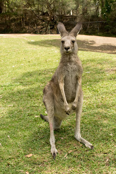 Eastern grey kangaroo in the zoo. Australia.