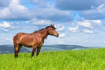 The horse is standing in the field 