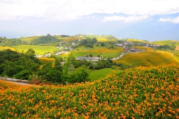 Daylily Flowers Blooming in summer in Liushidan Mountain (Sixty Stone Mountain) in Hualien, Taiwan