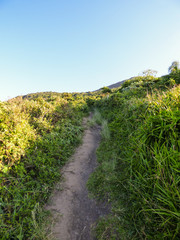Fototapeta na wymiar View from a hiking path at Morro das Aranhas - Florianopolis, Brazil