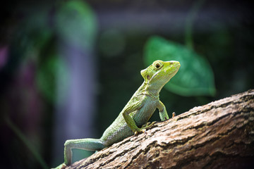 Bright green lizard climbing on a tree branch