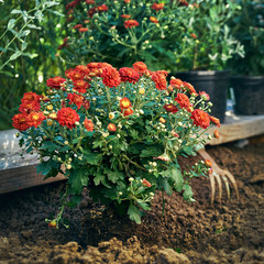 Planting red chrysantemum flowers in the garden