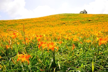 Daylily Flowers Blooming in summer in Liushidan Mountain (Sixty Stone Mountain) in Hualien, Taiwan