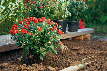 Planting red chrysantemum flowers in the garden