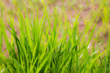 green grass nature background.