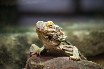Lizard sitting on a stone close-up