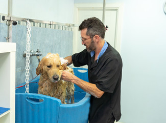 Pet groomer grooming dog washing in pet washing salon