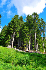 panorama on the path to Rodella lake, Velturno, 2196 meters south tyrol italy