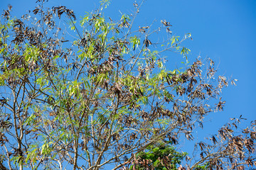 The branches of the sky are bright.