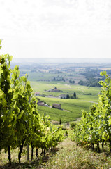 valley with vineyards. View of the green fields from the top of a mountain