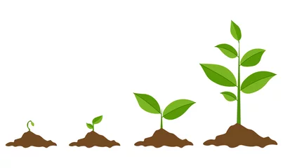 Tuinposter Phases plant growing. Planting tree infographic. Evolution concept. Sprout, plant, tree growing agriculture icons. Vector illustration in flat style © vaseninadaria