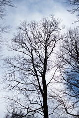 Fototapeta na wymiar Silhouette of Dry trees against a cloudy sky.