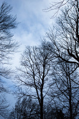 Silhouette of Dry trees against a cloudy sky.
