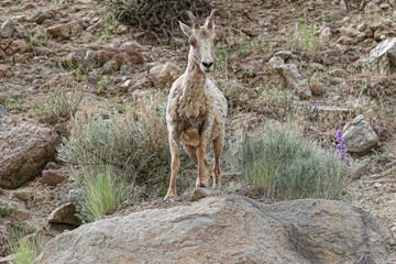 Mountain Big Horn Sheep