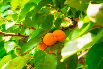 ripe yellow apricots on a branch with green foliage illuminated by sunlight