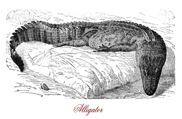 Vintage engraving of american alligator, reptile predator living in tropical environment, in marsh, ponds and rivers