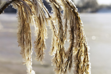 Dry branch covered with hoarfrost as a background