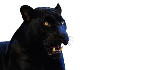 Foto op Plexiglas Panther with on a white background space for font © subinpumsom
