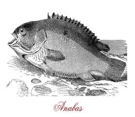 Vintage engraving of anabas, fish native to south and East Asia, carnivorous, can live out of water breathing air oxygen for extended periods of time.