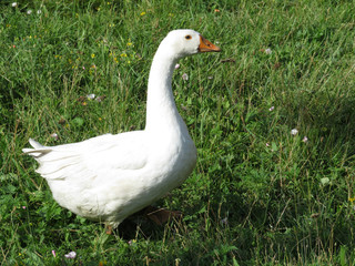 White goose walking on the green grass in countryside. Goose in sunny morning on summer meadow