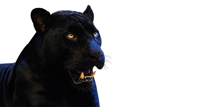 Panther with on a white background space for font Stock Photo | Adobe Stock