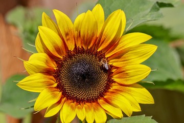 Close-up of a Sunflower with green leaves in background