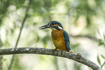 Guarda Rios