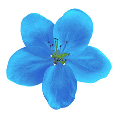 blue flower of apple tree (sakura) isolated on  white background. Close-up. Element of design.