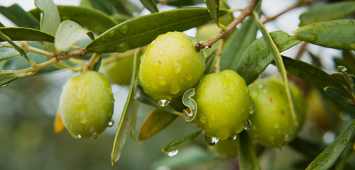 Green Olives