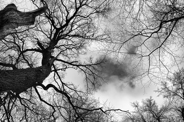Tree branches covering the sky