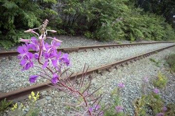 Pink curved inflorescence of willow-herb closeup against old rusty abandoned railway