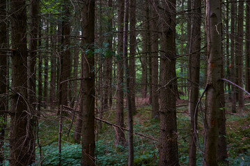 coniferous forest, tree trunks