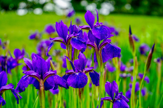 Brilliant Violet Irises in a garden with blurred background with grass and trees    