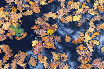 Multi-colored fallen leaves in cold autumn water