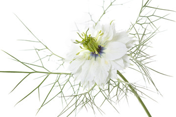 Jungfer im Grünen (Nigella damascena)