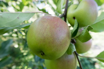 green apples on a branch