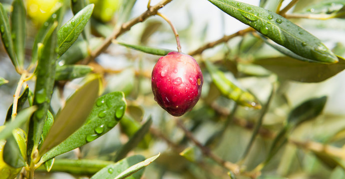 Green Olives