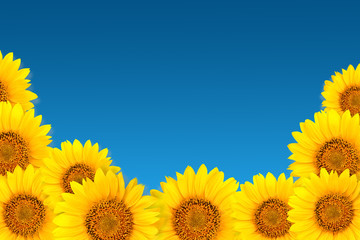 Frame of sunflowers on a blue background. Background with copy space.