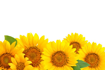 Obraz premium Frame of sunflowers on a white background. Background with copy space.