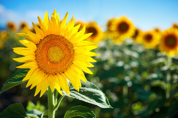 Beautiful field of sunflowers. Rural landscapes under bright sunlight. Background of ripening...