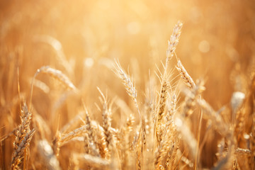 Wheat field. Rural Scenery under Shining Sunlight. A background of the ripening wheat. Rich harvest.